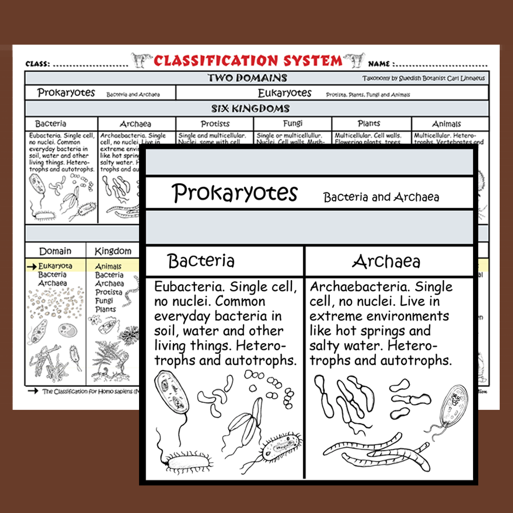 Classification System Chart - Image 2