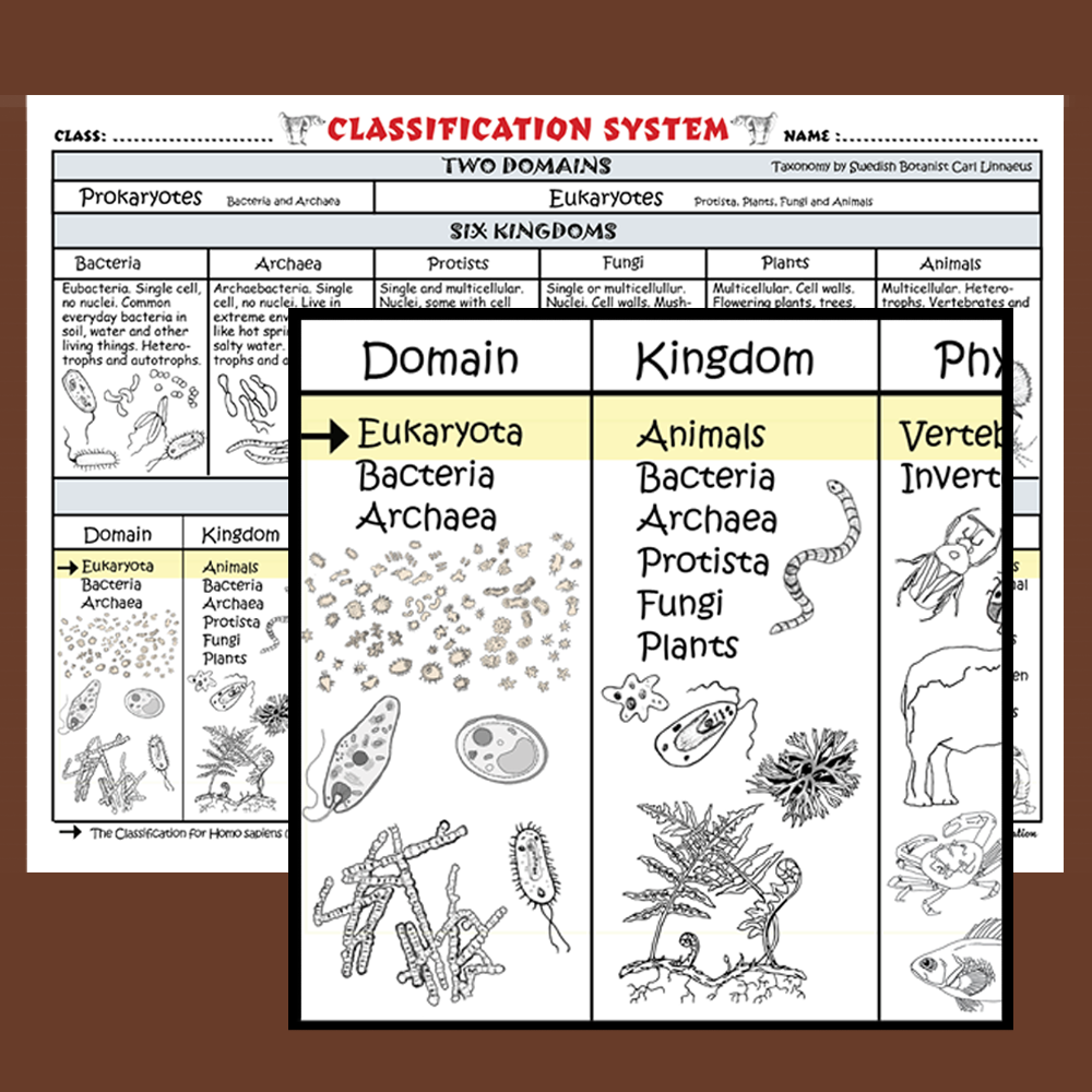 Classification System Chart - Image 4