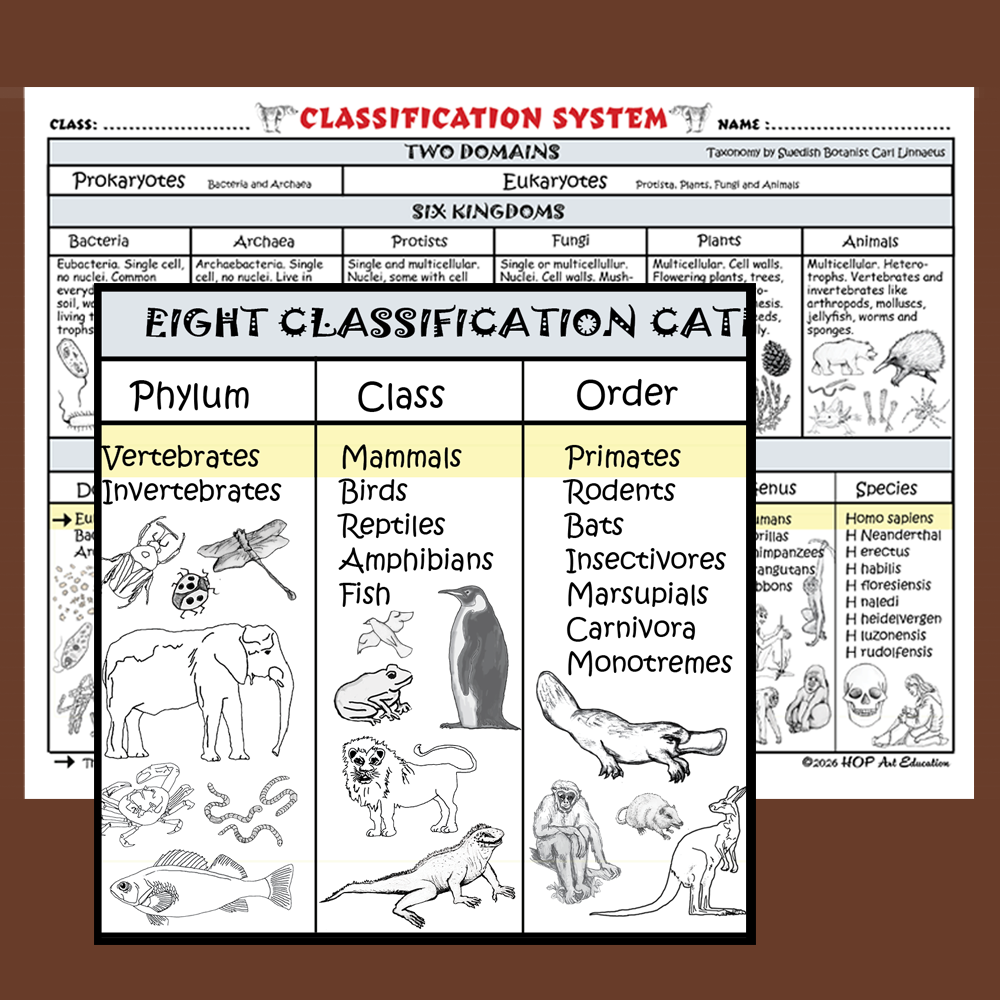 Classification System Chart - Image 5