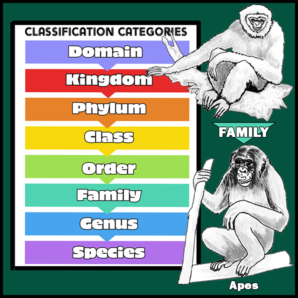 Classification System Pocket Cards - Image 4