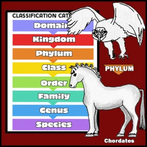 Classification System Pocket Cards