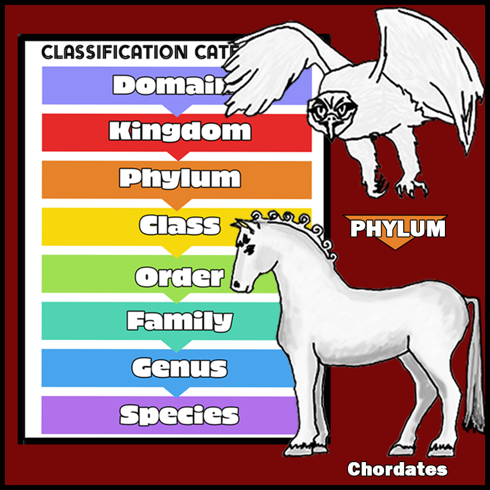 Classification System Pocket Cards - Image 2