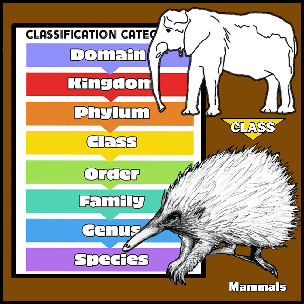 Classification System Pocket Cards - Image 3