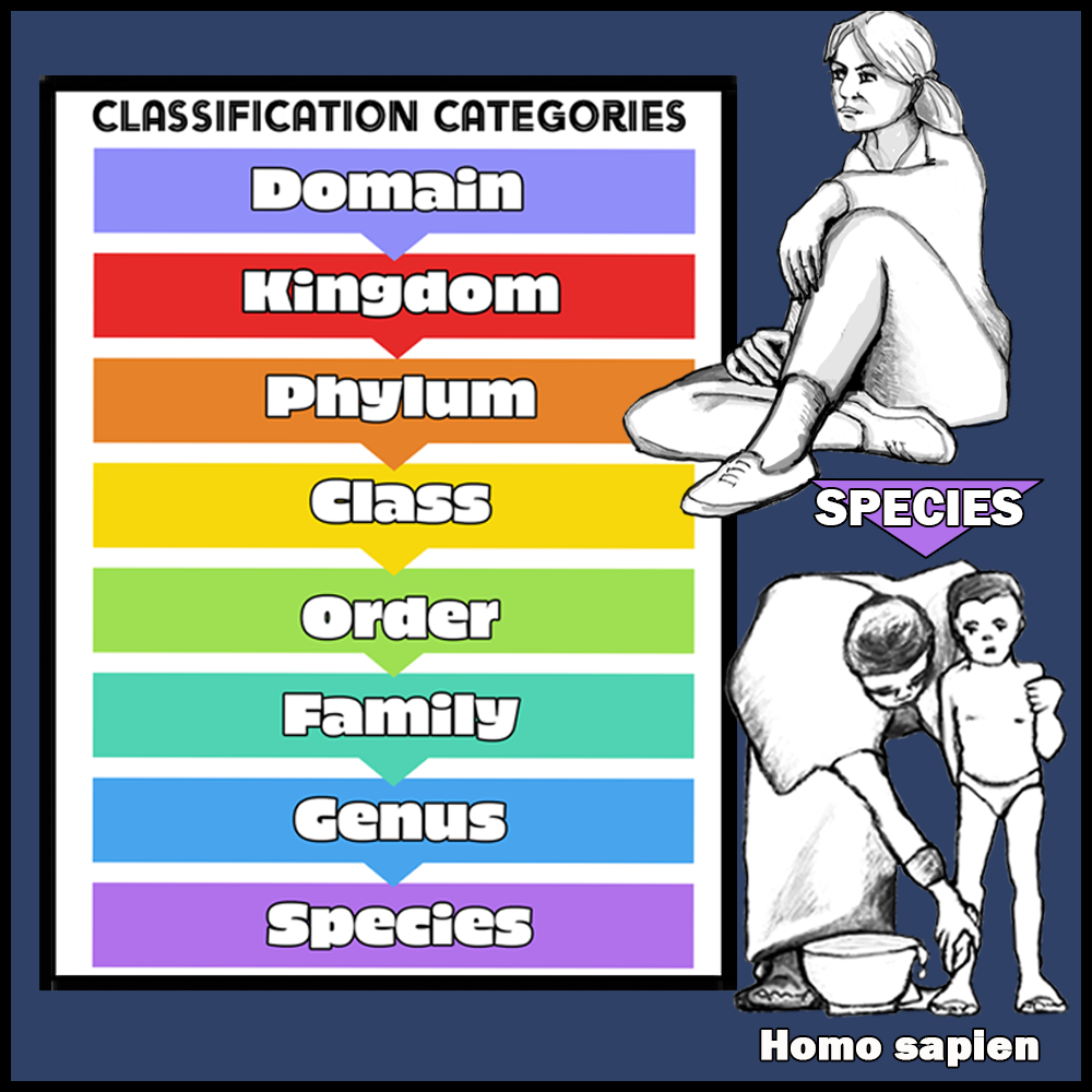 Classification System Pocket Cards - Image 5