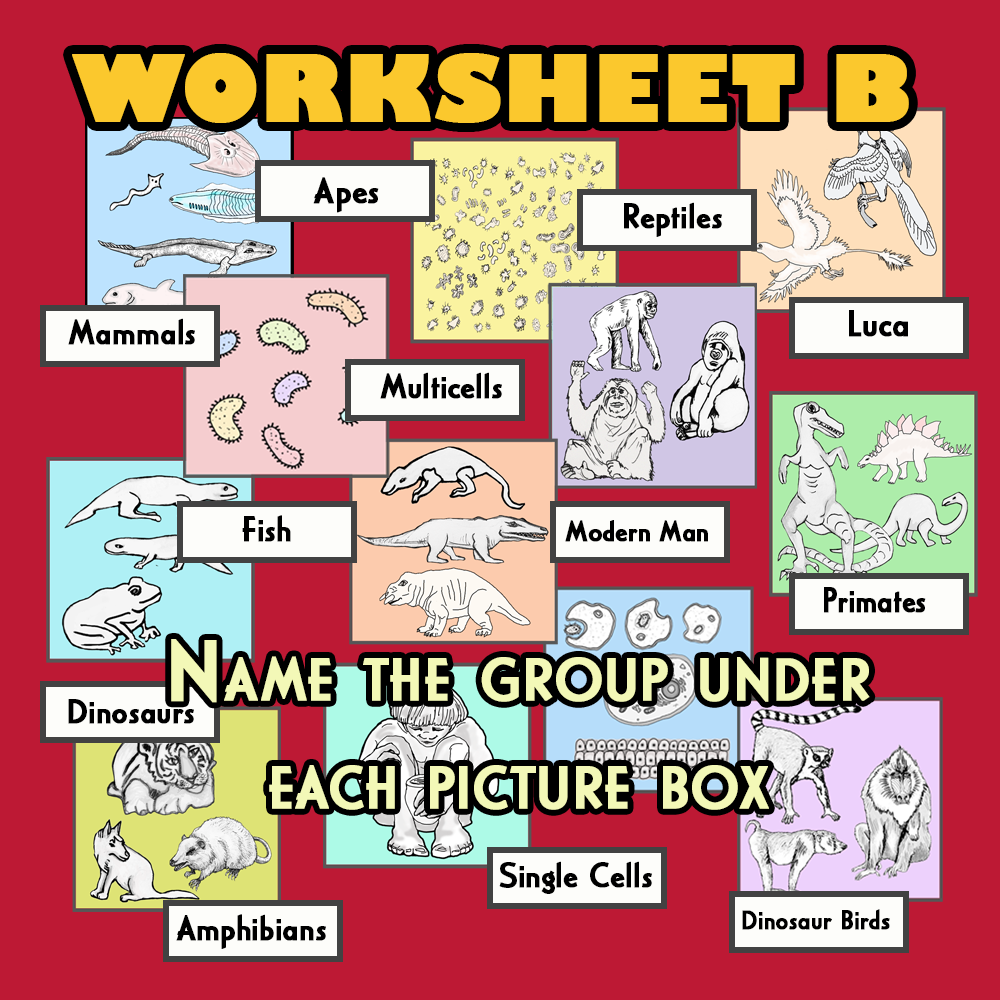 Evolution of Humans in Steps Worksheets - Image 3