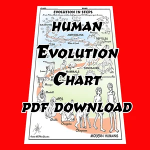 Human Evolution Chart
