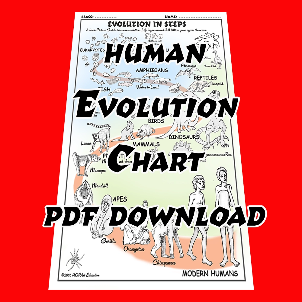 Human Evolution Chart