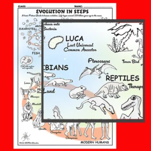 Human Evolution Chart
