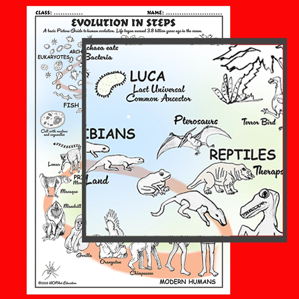 Human Evolution Chart - Image 2