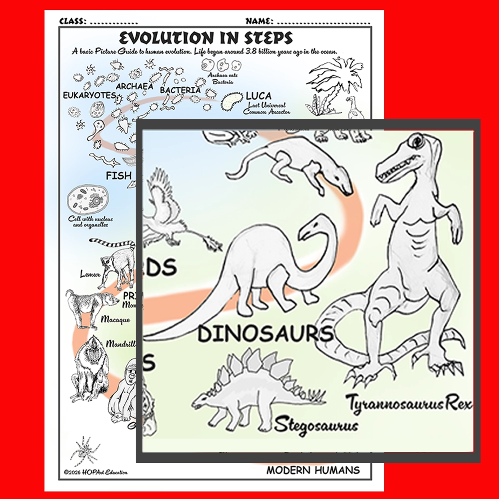 Human Evolution Chart - Image 3