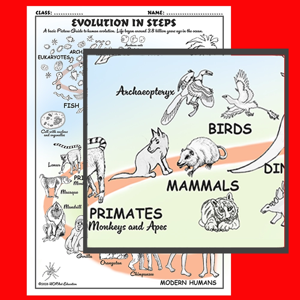Human Evolution Chart - Image 4