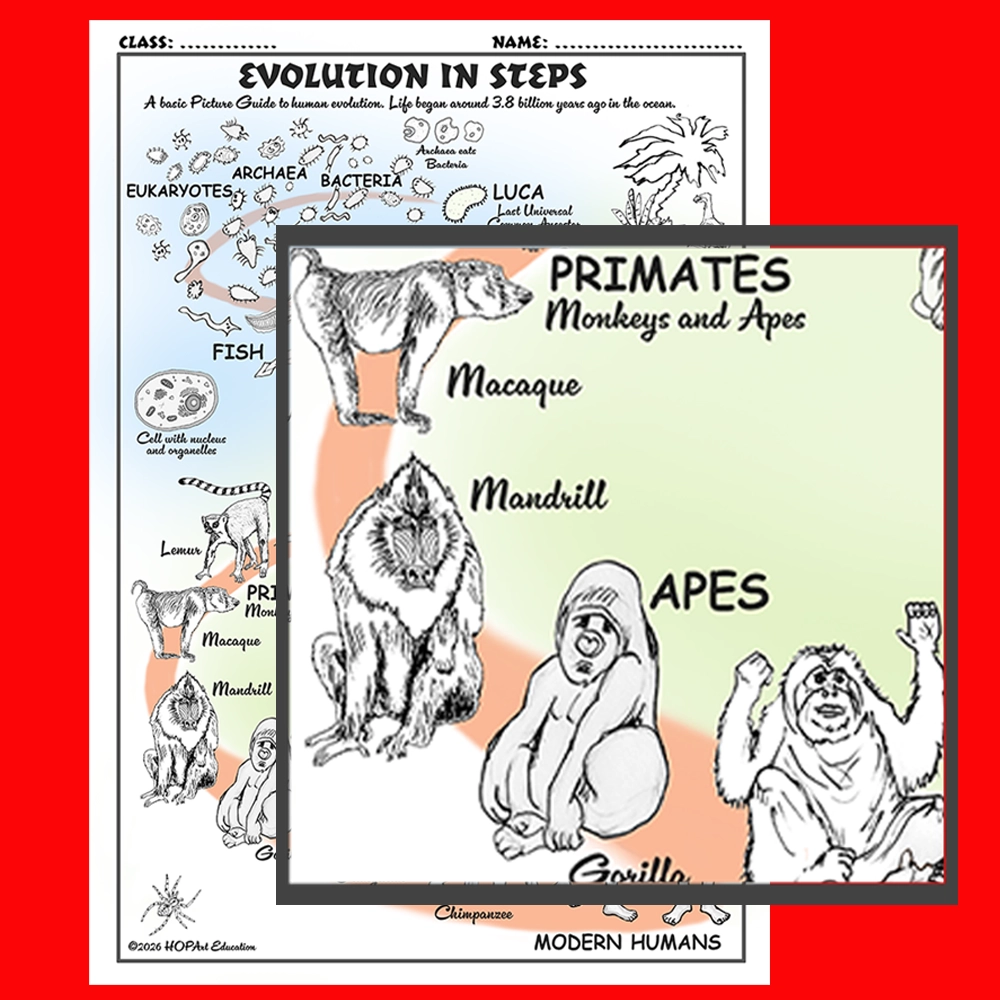 Human Evolution Chart - Image 5