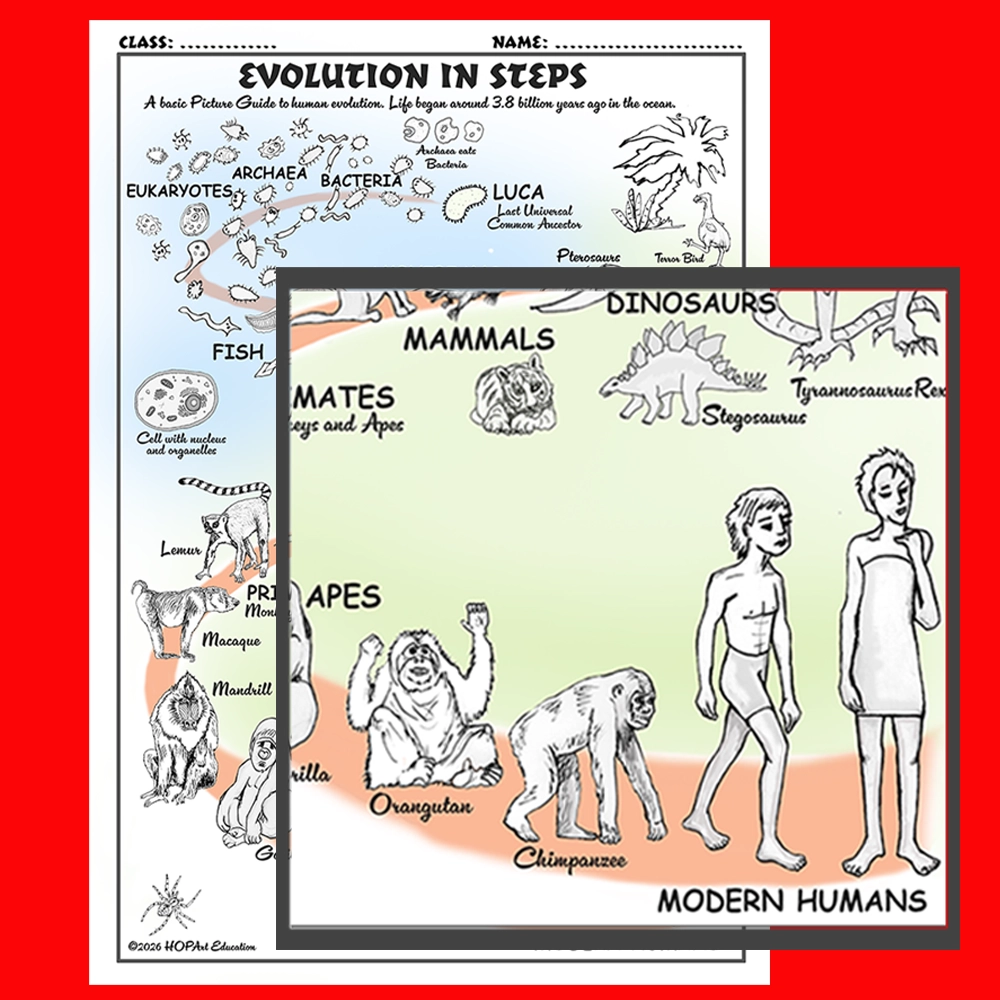 Human Evolution Chart - Image 6