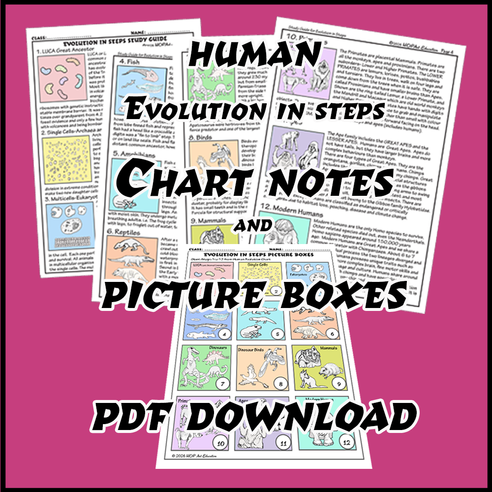 Evolution of Humans in Steps Chart Notes