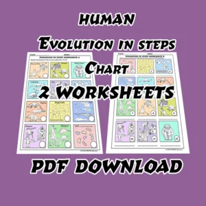 Evolution of Humans in Steps Worksheets