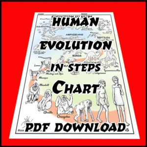 Evolution of Humans in Steps Chart