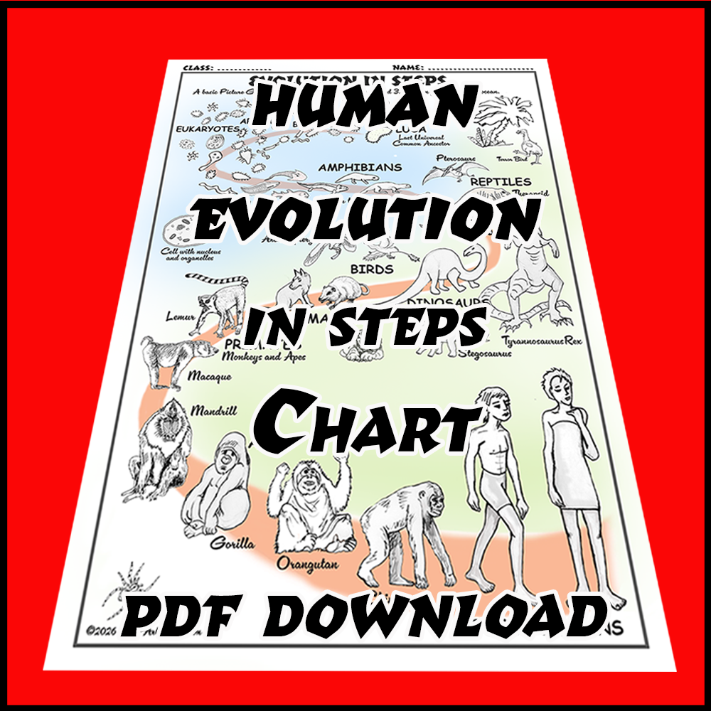 Evolution of Humans in Steps Chart