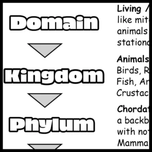 Classification of Humans Chart