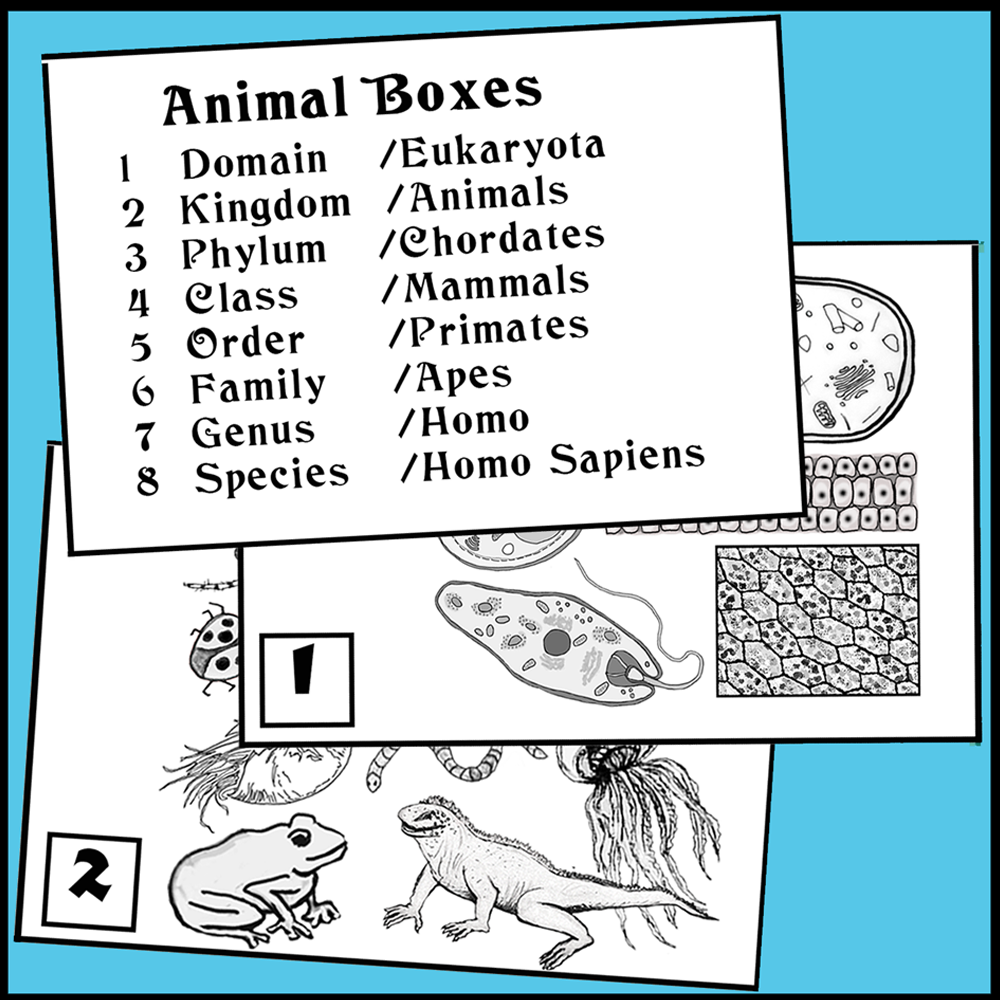 Classification of Humans Chart - Image 5